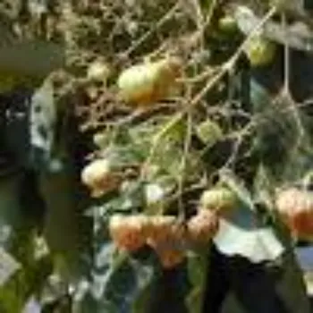 teak plant (3)-9540706-34611.webp